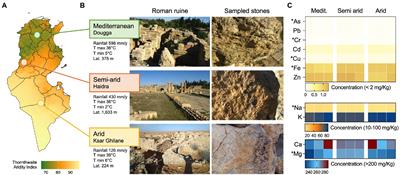 Diversity and adaptation properties of actinobacteria associated with Tunisian stone ruins